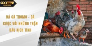 Đá gà Thomo