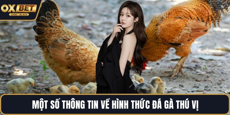 Một số thông tin về hình thức đá gà thú vị