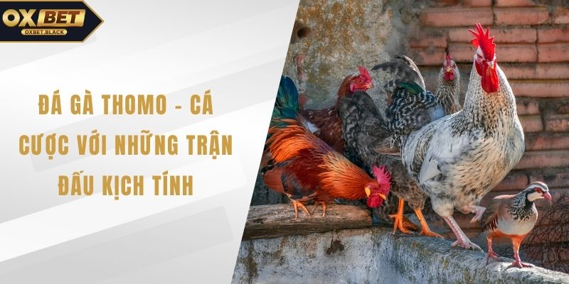 Đá gà Thomo